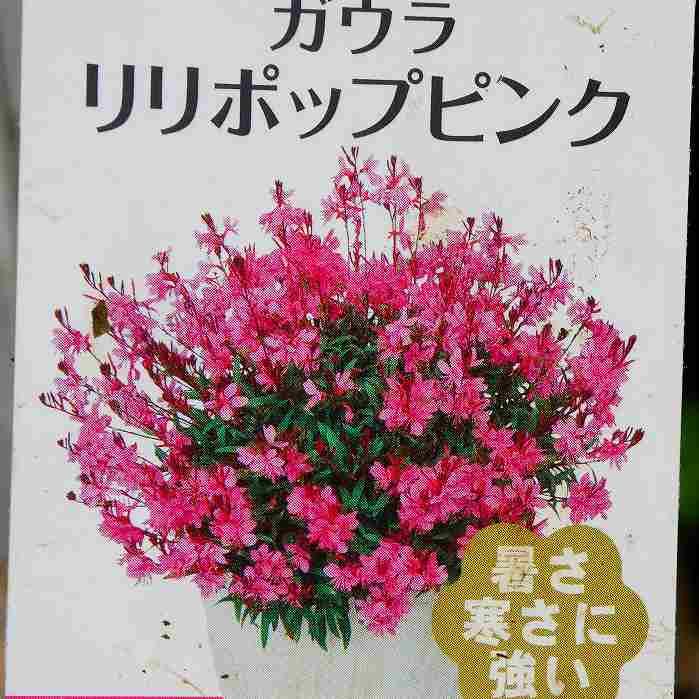 ガウラ 苗 リリポップピンク 3.5号 白鳥草 ピンク花 矮性 宿根草