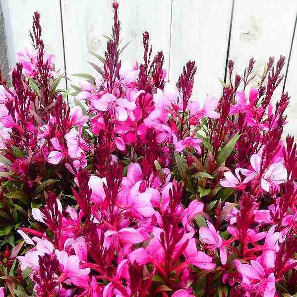 ガウラ リリポップピンク 苗 3号 白鳥草 ピンク花 矮性 宿根草 240528