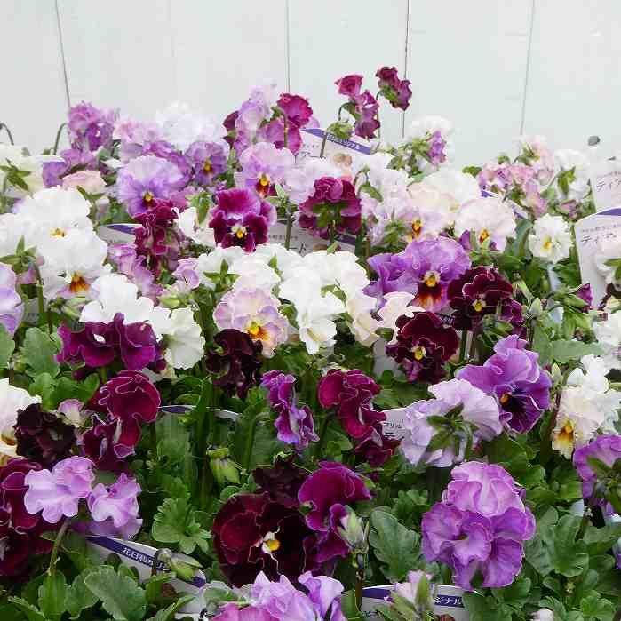 ビオラ 苗 フリル咲き ティアード 花日和オリジナル 花色お任せ 3.5号