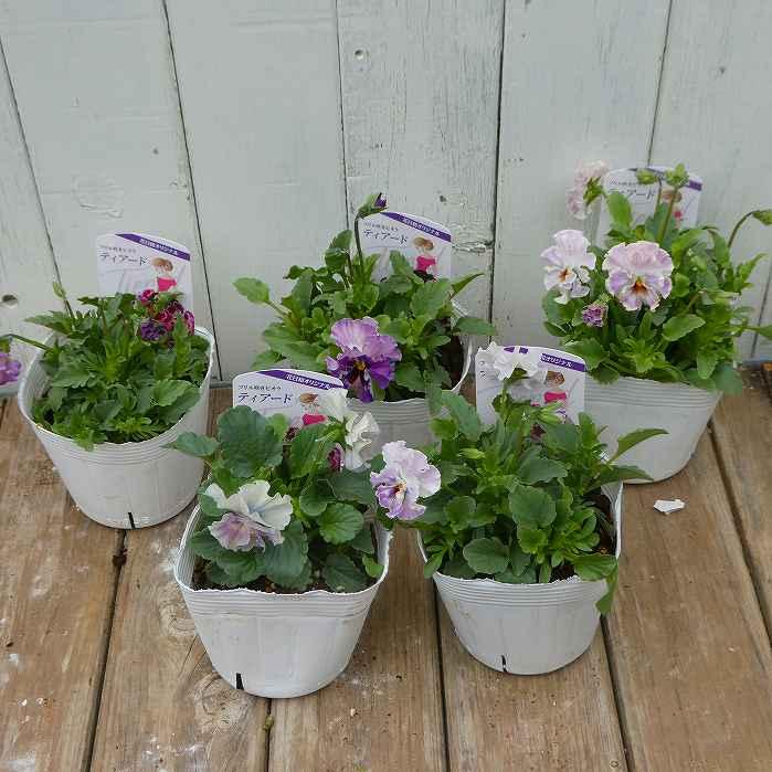 ビオラ 苗 フリル咲き ティアード 花日和オリジナル 花色お任せ 3.5号