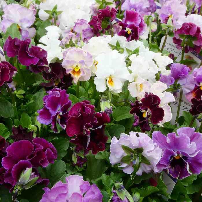 ビオラ 苗 フリル咲き ティアード 花日和オリジナル 花色お任せ 3.5号