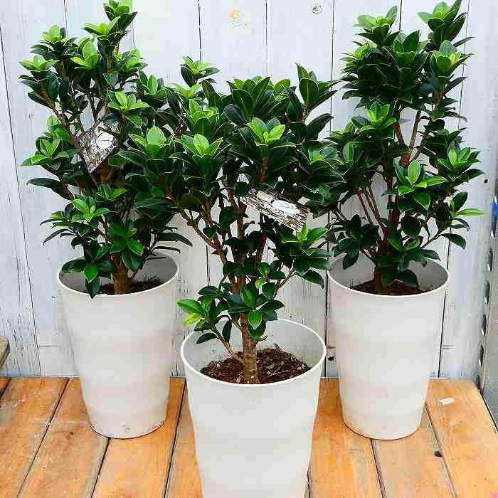 ガジュマル ベビーリーフ 5号鉢 小葉種 観葉植物 230420 : お花処 昌