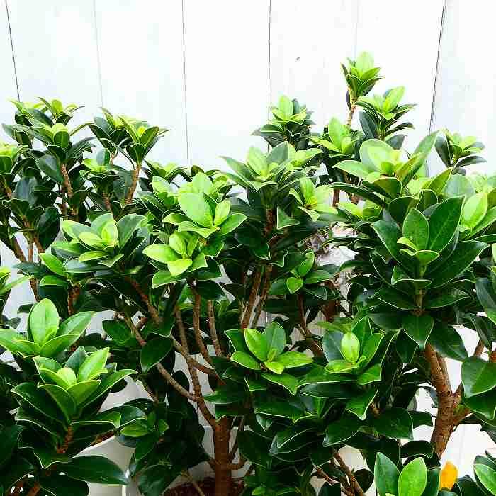 ガジュマル ベビーリーフ 5号鉢 小葉種 観葉植物 230420 : お花処 昌