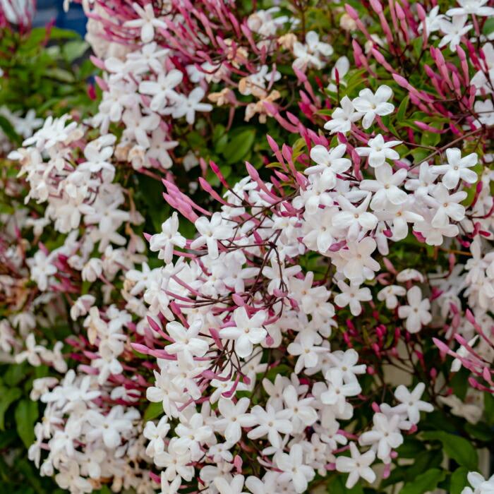 ジャスミン 苗 羽衣ジャスミン 3.5号 白花 花苗 ツル植物 フェンス