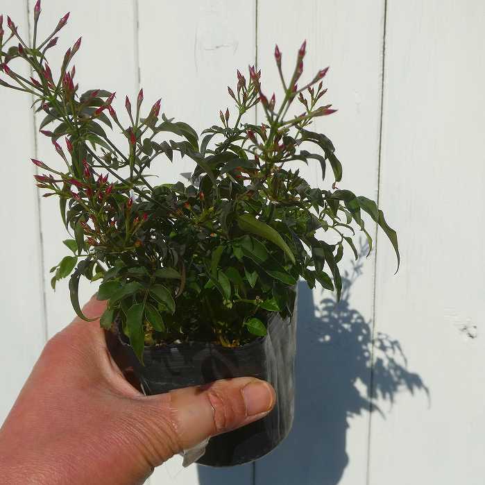 ジャスミン 苗 羽衣ジャスミン 3.5号 白花 花苗 ツル植物 フェンス