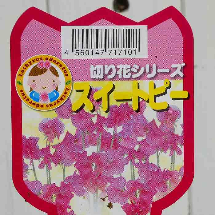 スイートピー 苗 ピンク 3.5号 切り花にも 251125 : お花処 昌山園