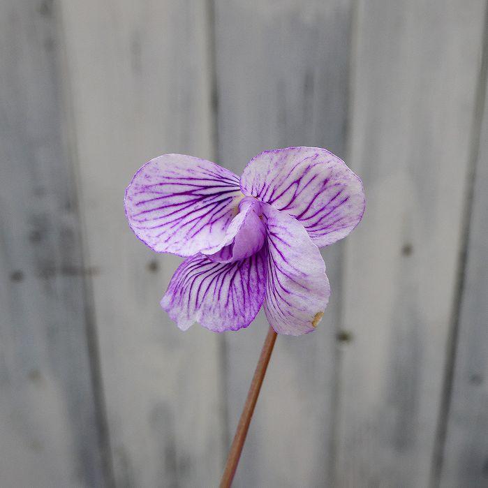 すみれ 苗 三宅 2.5号 日本すみれ スミレ 花苗 山野草 宿根草 250306