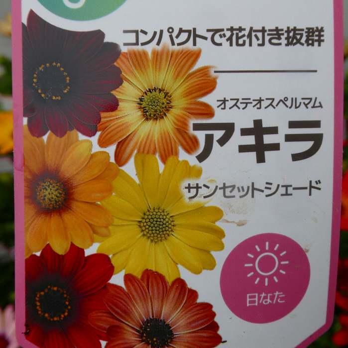 オステオスペルマム 苗 アキラ サンセットシェード 花色お任せ 花苗