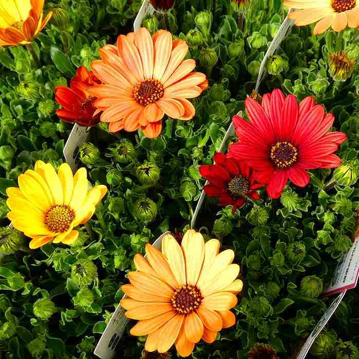 オステオスペルマム 苗 アキラ サンセットシェード 花色お任せ 花苗