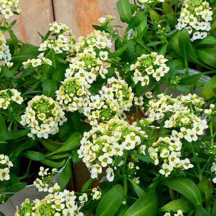 アリッサム 苗 レモンイエロー 3.5号 冬の花苗 耐寒性 花壇苗 231219