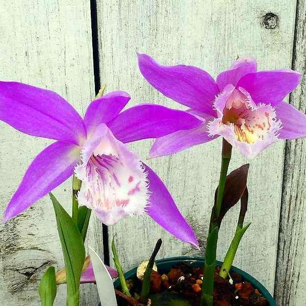 花終わり トキソウ 大輪トキソウ 2 5号ポット 朱鷺草 山野草 多年草 08 お花処 昌山園 通販 Yahoo ショッピング