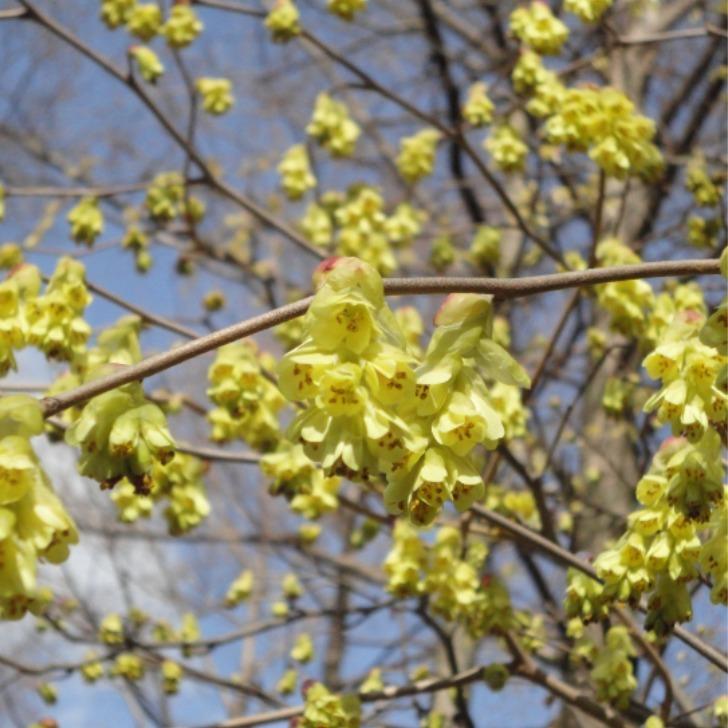 トサミズキ 土佐水木 6号鉢 苗木 植木 庭木 春の花木 0217 お花処 昌山園 通販 Yahoo ショッピング