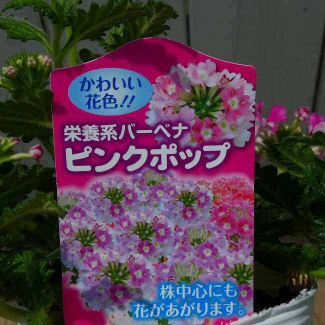 宿根バーベナ 苗 ピンクポップ 3.5号 栄養系バーベナ 260512 : お花処 