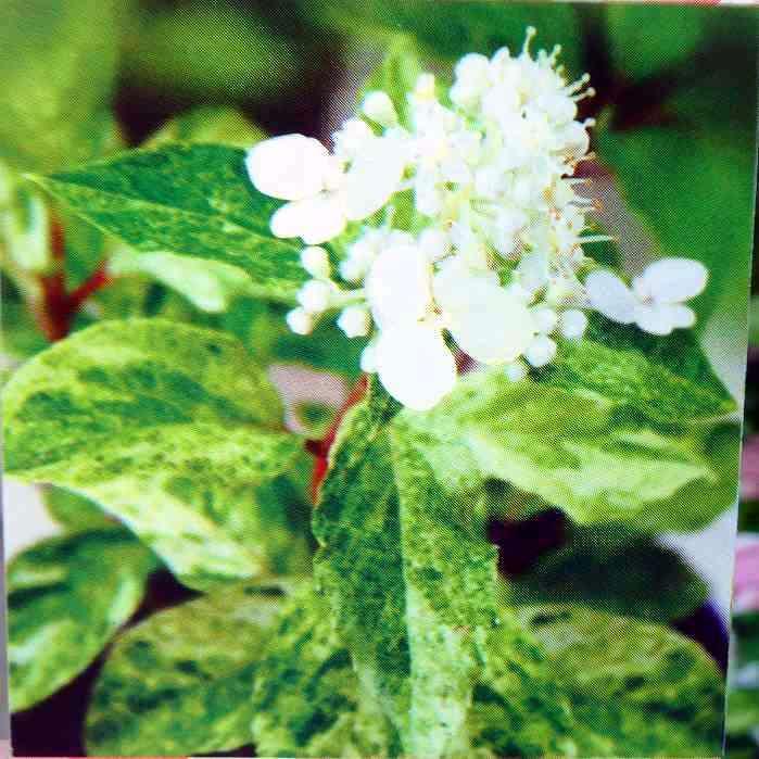 斑入りアジサイ スフレ 苗 3 5号 白花 額あじさい 新品種 あじさい 庭木 カラーリーフ 大栄花園 2421 お花処 昌山園 通販 Yahoo ショッピング