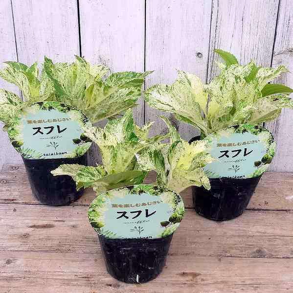 斑入りアジサイ スフレ 苗 3 5号 白花 額あじさい 新品種 あじさい 庭木 カラーリーフ 大栄花園 2421 お花処 昌山園 通販 Yahoo ショッピング