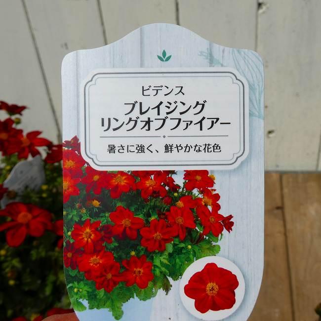 ビデンス 苗 リングオブファイヤー 3.5号 充実株 宿根草 赤花 260414