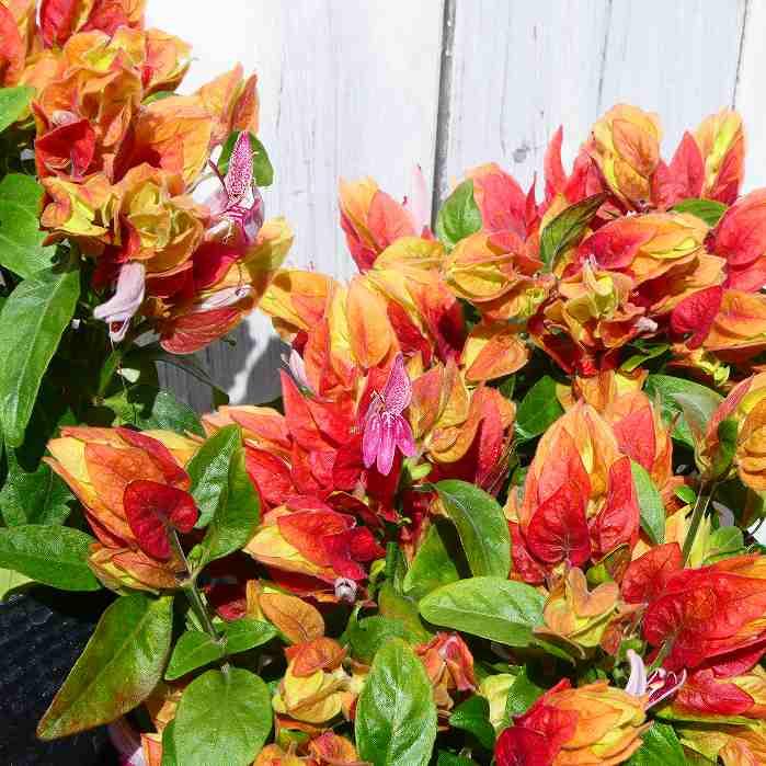 花苗 コエビソウ エビーナ アンナ ベロペロネ 小海老草 3 5号 2408 お花処 昌山園 通販 Yahoo ショッピング