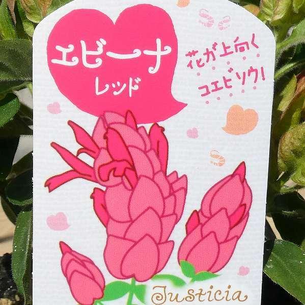 花苗 コエビソウ エビーナ レッド ベロペロネ 小海老草 3 5号 2408 お花処 昌山園 通販 Yahoo ショッピング