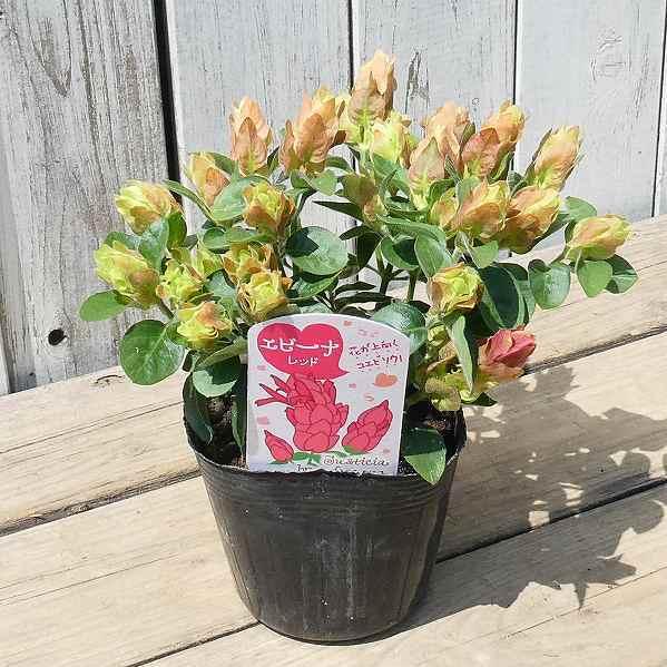 花苗 コエビソウ エビーナ レッド ベロペロネ 小海老草 3 5号 2408 お花処 昌山園 通販 Yahoo ショッピング