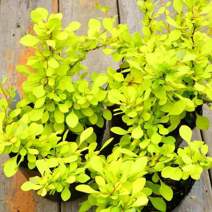 メギ 苗 黄金葉 オーレア 目木 4.5号 260423 : お花処 昌山園 - 通販