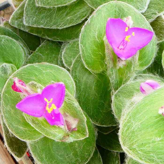 トラディスカンチア 苗 白雪姫 3号 観葉植物 ツユクサ科 250413 : お花