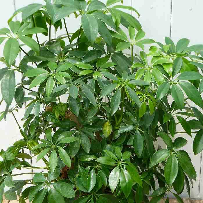 シェフレラ コンパクタ 小型種 小葉種 6号 全高65ｃｍ 観葉植物 2430 お花処 昌山園 通販 Yahoo ショッピング