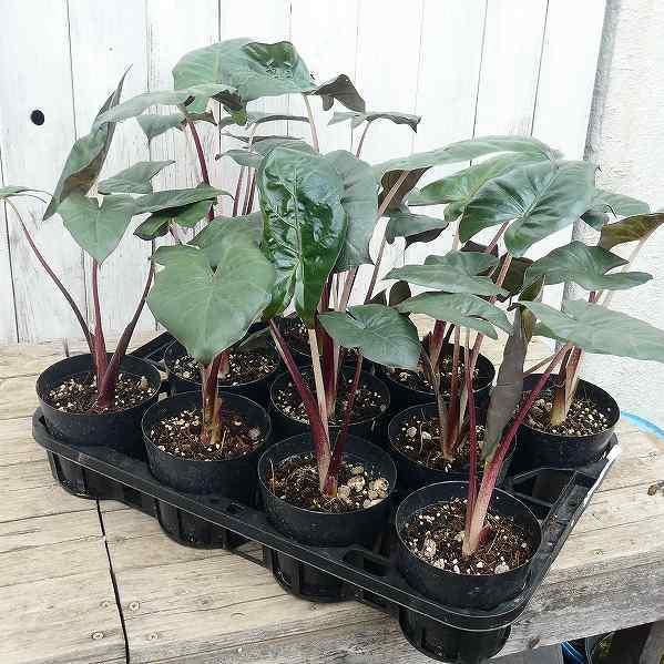 アロカシア ユカタンプリンセス オーレア アロカシア ユカタンプリンセス 【現品B】 | グリーンホビー