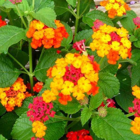 ランタナ レッド 赤花 七変化 3 5号 苗 花苗 夏の花 栗原園芸 2616 お花処 昌山園 通販 Yahoo ショッピング