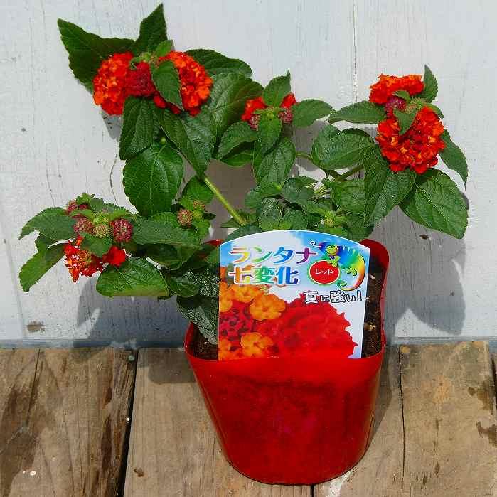 ランタナ苗　A ランタナ 苗 レッド 赤花 1ポット 七変化 3.5号 花苗 夏の花 栗原園芸