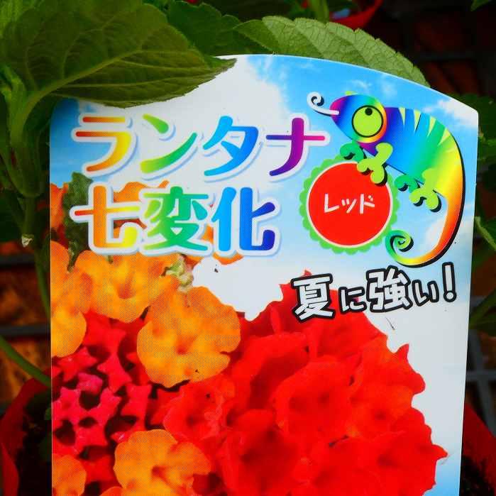 ランタナ 苗 レッド 赤花 1ポット 七変化 3.5号 花苗 夏の花 栗原園芸