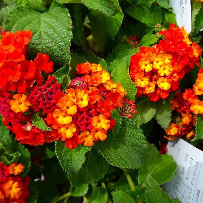 ランタナ 苗 レッド 赤花 1ポット 七変化 3.5号 花苗 夏の花 栗原園芸