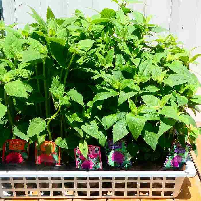 山野草　夕張草　15ｃｍポット大株11個セット やまおか碧山苑ヤフー店 - 山野草全商品一覧｜Yahoo!ショッピング