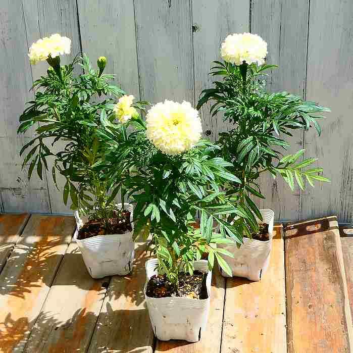 マリーゴールド アフリカン種 ホワイトゴールドマックス 矮性種 3.5号