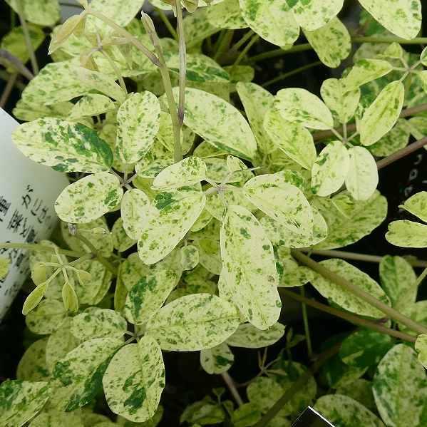 最高の 斑入り五葉アケビ 2 5号 苗 山野草 宿根草 2427