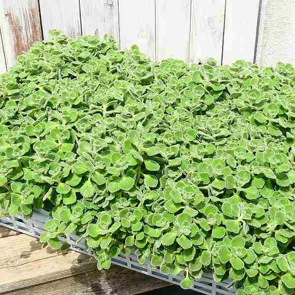 アロマティカス 苗 3 5号 プレクトランサス 香り 多肉植物 ハーブ 宿根草 ハーブティー クッキング 23 お花処 昌山園 通販 Yahoo ショッピング