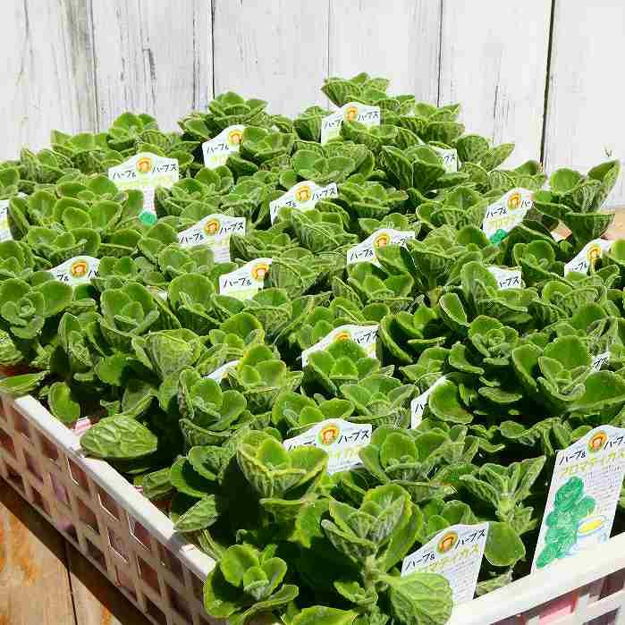 アロマティカス 苗 プレクトランサス 香り 多肉植物 ハーブ 宿根草