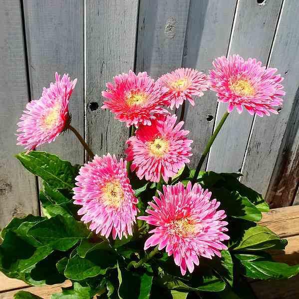宿根ガーベラ ピンク花 苗 6号鉢 ガルビネア 宿根草 多年草 お花処 昌山園 通販 Yahoo ショッピング