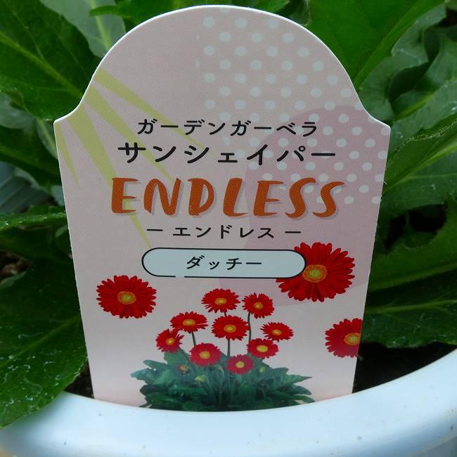 宿根ガーベラ 苗 サンシェイパー ダッチー 赤花 6号 鉢花 宿根草