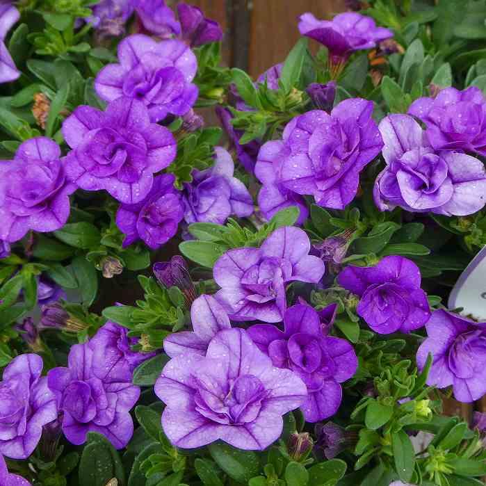 青メリコ　　大株 日本酒通販】初孫 海斗2236 純米大吟醸原酒 720ml/1800ml - いそべ酒店