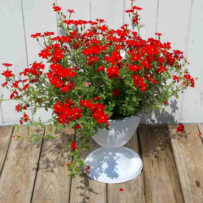 サンブリテニア 苗 スカーレット 5号 スタンド鉢 赤い花 春〜秋まで