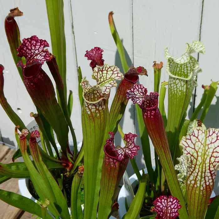ぷ*ん様 食虫植物 サラセニア 八重咲き 園芸ネット本店｜サラセニア
