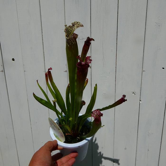 食虫植物 サラセニア 4号鉢 観葉植物 250513 : お花処 昌山園 - 通販