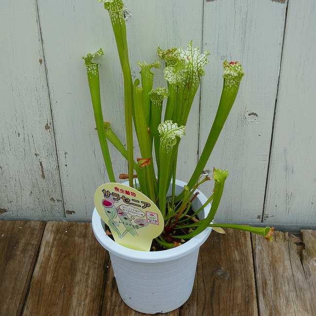 食虫植物 サラセニア レウコフィラ グリーン 苗 観葉植物 3号ポット