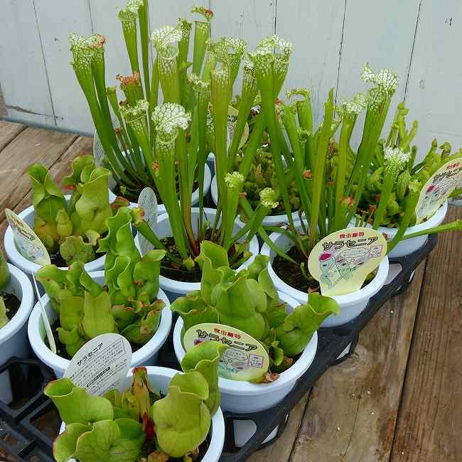 食虫植物 サラセニア レウコフィラ グリーン 苗 観葉植物 3号ポット