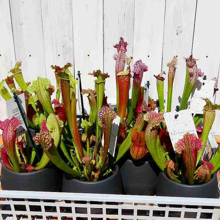 食虫植物 サラセニア フィラデルフィア 苗 観葉植物 3号ポット 230404