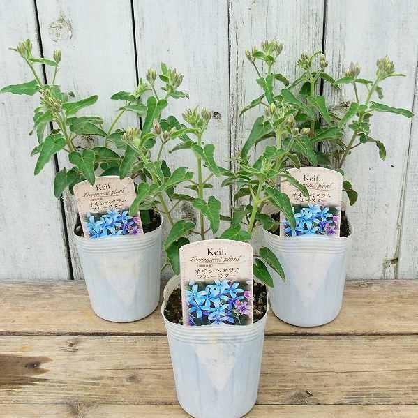 ブルースター オキシペタラム 3号 花苗 花壇苗 青花 夏の花 切り花にも 2515 お花処 昌山園 通販 Yahoo ショッピング