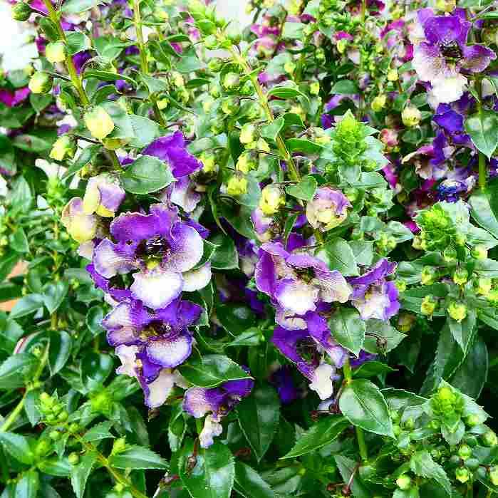 大輪アンゲロニア 苗 エンジェルダンス バイオレットバイカラー 3.5号