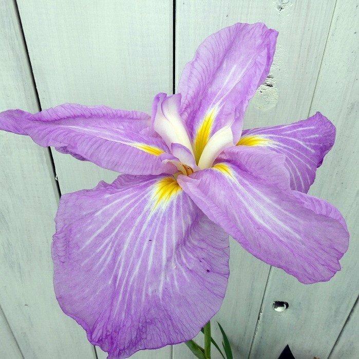 花菖蒲 桃園 大苗 5号ポット ハナショウブ 山野草 宿根草 2601 お花処 昌山園 通販 Yahoo ショッピング