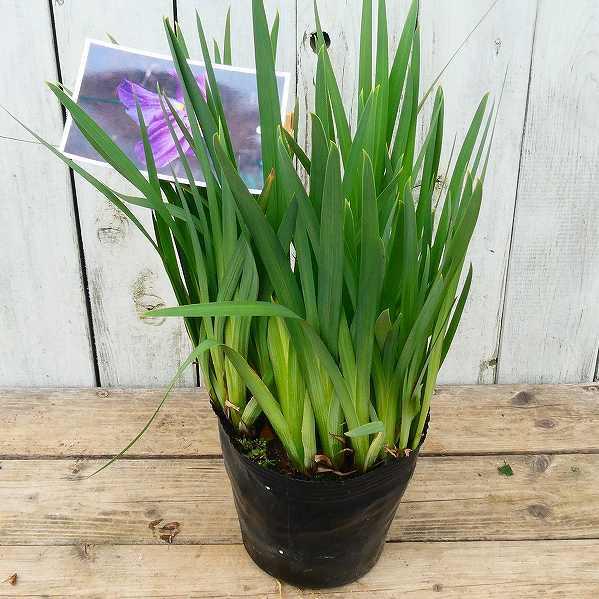 花菖蒲 桃園 大苗 5号ポット ハナショウブ 山野草 宿根草 2601 お花処 昌山園 通販 Yahoo ショッピング