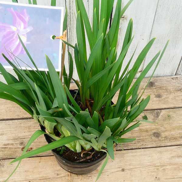 花菖蒲 桃園 大苗 5号ポット ハナショウブ 山野草 宿根草 2601 お花処 昌山園 通販 Yahoo ショッピング